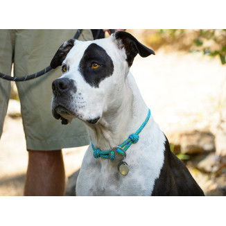 KNOT-A-COLLAR RED CURRANT L